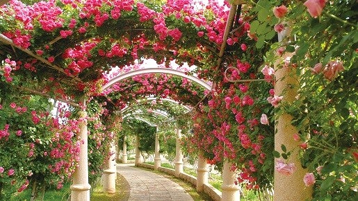 <Web割対象商品>【キングツアーバス旅】山梨ハイジの村・バラの回廊&「佐藤錦」さくらんぼ狩り 大人気!桔梗信玄餅詰め放題〔立川・京王八王子発〕1